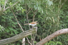 Pterorhinus berthemyi