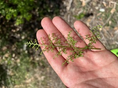 Asplenium cuneifolium