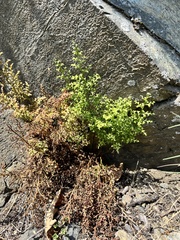 Asplenium cuneifolium