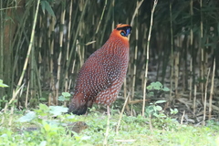 Tragopan temminckii