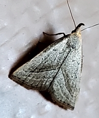 Macrochilo hypocritalis