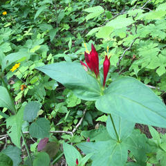Spigelia marilandica
