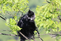 Trachypithecus francoisi