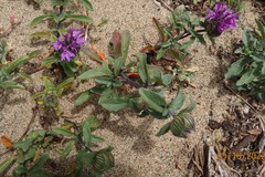 Monardella sinuata nigrescens