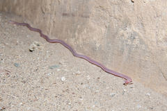 Rena humilis cahuilae