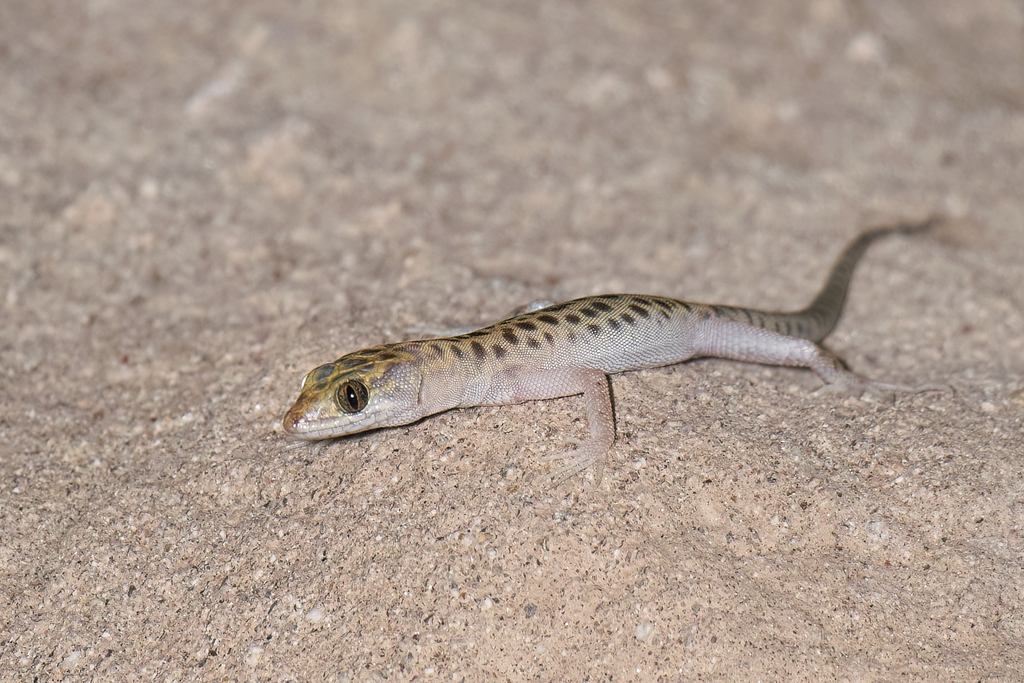 Sandstone Night Lizard