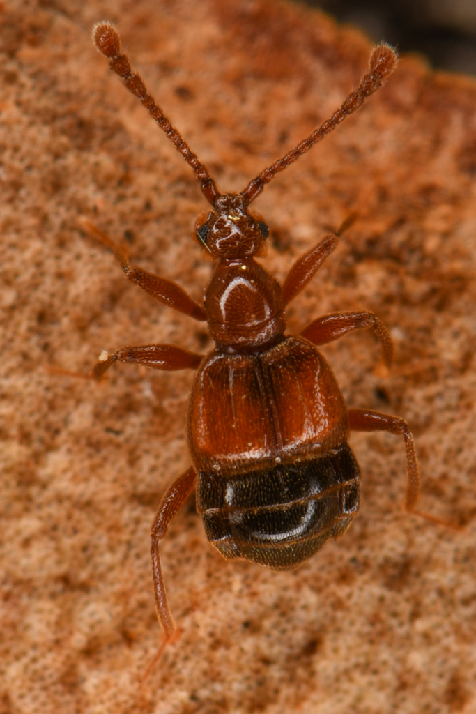 Bark Ant-loving Rove Beetle