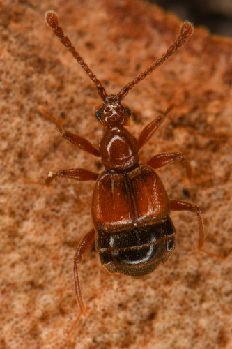 Bark Ant-loving Rove Beetle