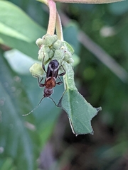 Phymatodes decussatus