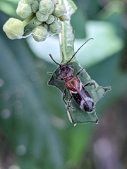 Phymatodes decussatus