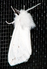 Spilosoma congrua