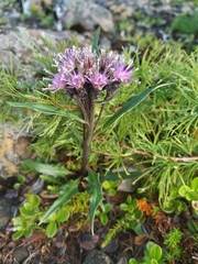 Saussurea tilesii putoranica