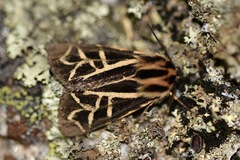 Apantesis williamsii