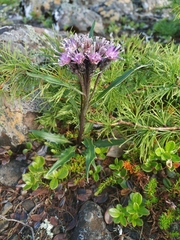 Saussurea tilesii putoranica