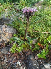 Saussurea tilesii putoranica