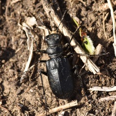 Cicindela
