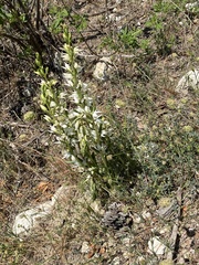 Cephalanthera epipactoides