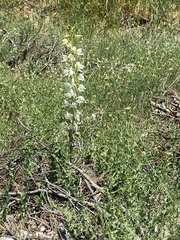 Cephalanthera epipactoides
