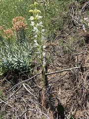 Cephalanthera epipactoides