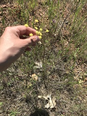 Lomatium cookii