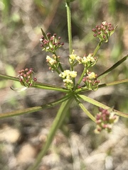 Lomatium cookii
