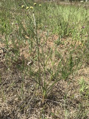 Lomatium cookii