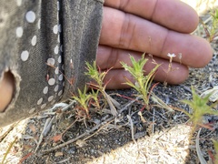 Leptosiphon pygmaeus continentalis