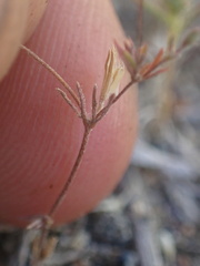 Leptosiphon pygmaeus continentalis