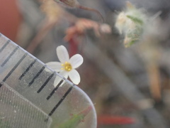 Leptosiphon pygmaeus continentalis