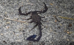 Tityus tenuicauda
