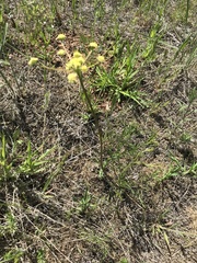 Lomatium cookii