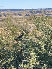 Corythaixoides concolor pallidiceps