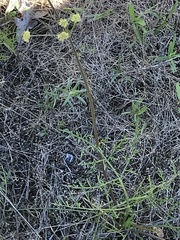 Lomatium cookii