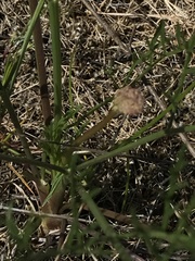 Lomatium cookii