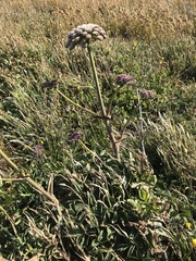 Angelica hendersonii