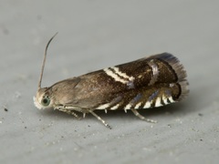 Grapholita interstinctana