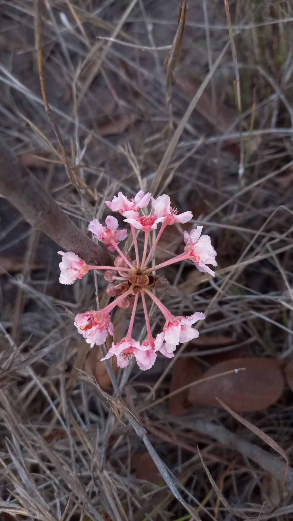 Pterandra pyroidea