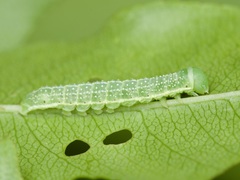 Lithophane antennata