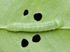 Lithophane antennata