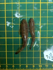 Rhinogobius candidianus