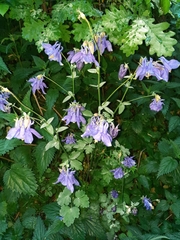 Aquilegia vulgaris