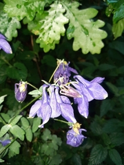 Aquilegia vulgaris