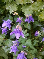 Aquilegia vulgaris