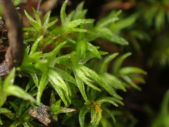 Oligotrichum