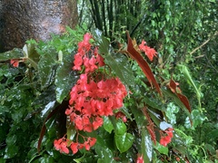 Begonia coccinea
