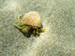 Pagurus middendorffii