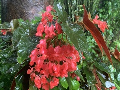 Begonia coccinea