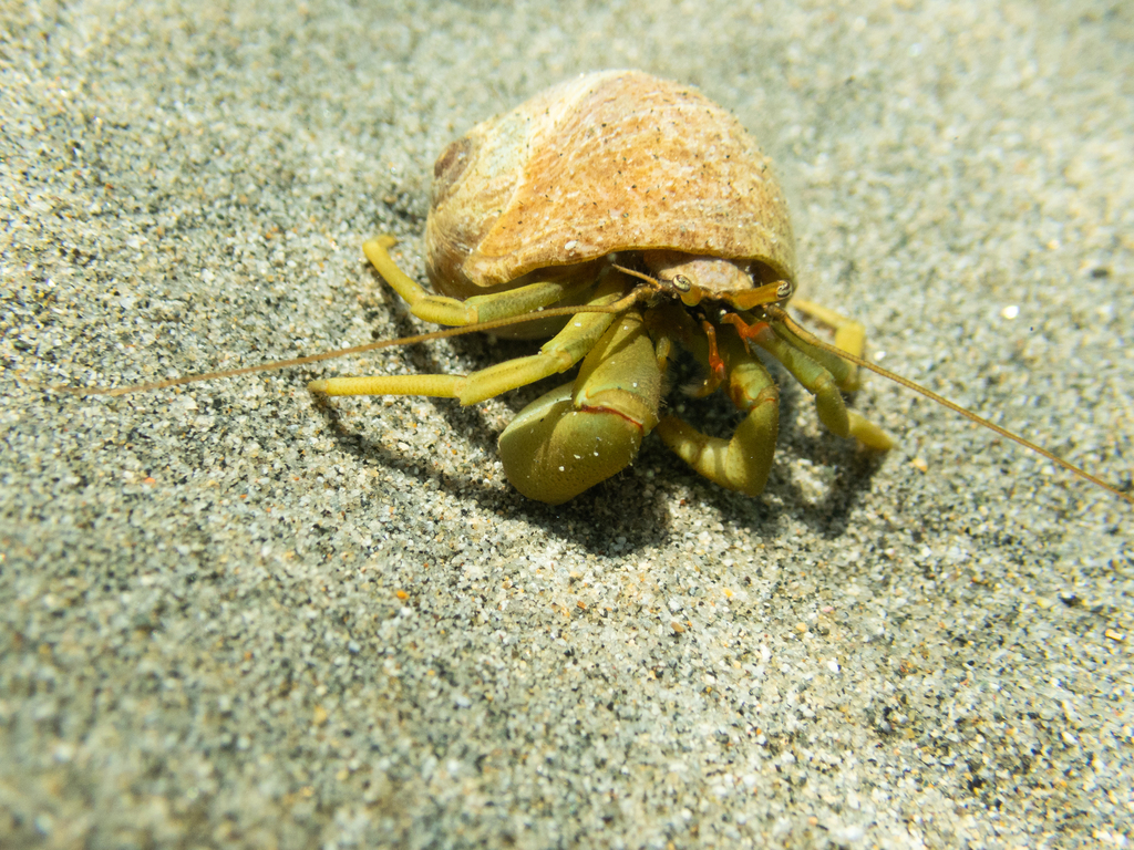 Pagurus middendorffii