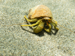 Pagurus middendorffii