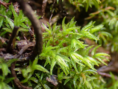 Oligotrichum